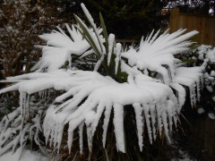 snowpalm