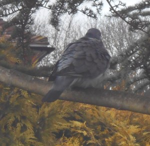 woodpigeon