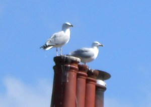 SeagullsOnChimneypot