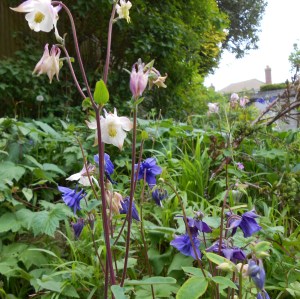 aquilegia