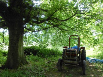 Tractor-in-Woods2
