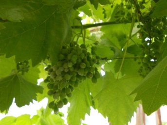 AllotmentGrapes