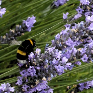 Bee&Lavender