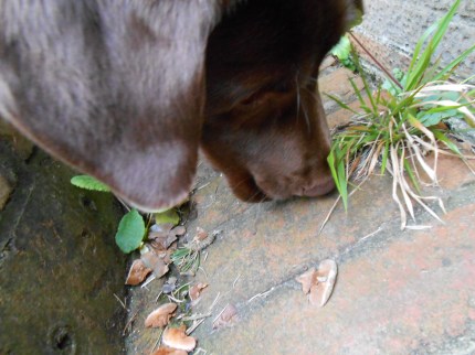 Seeing the world through your nose