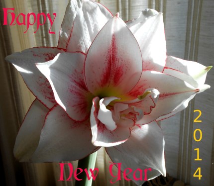 AmaryllisChristmas13Gimp