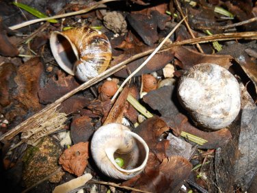 EmptySnailShells