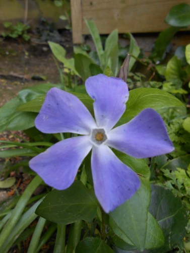 periwinkle