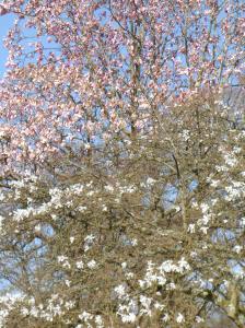 pink and white magnolia trees