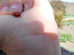 ladybird on child's hand