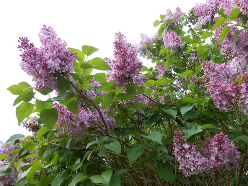 Lilac