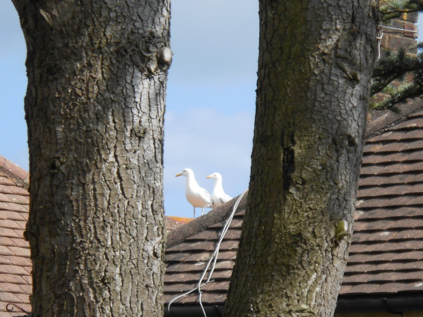 Seagulls 