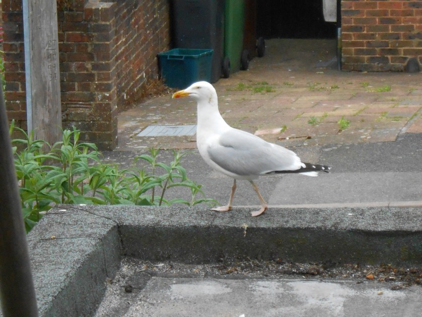 Seagull with Attitude