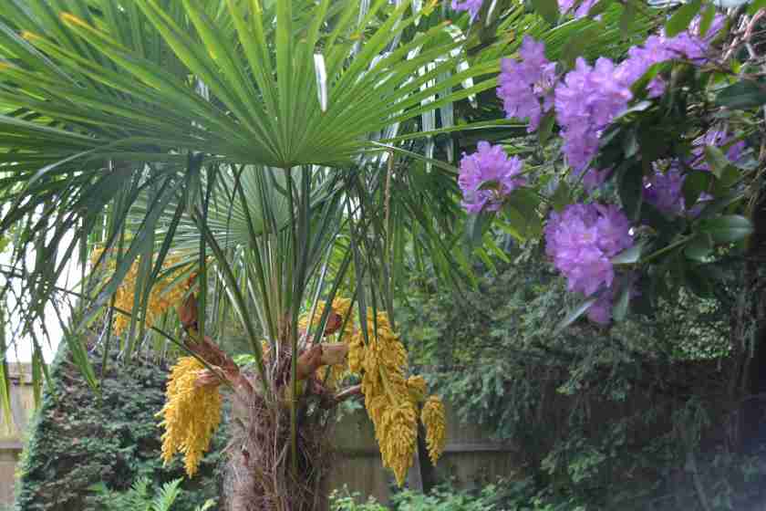 FloweringPalm