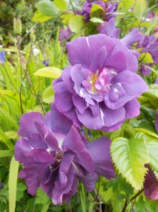 Violet Roses 01