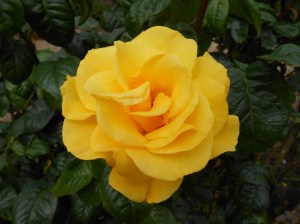 Yellow Rose 01