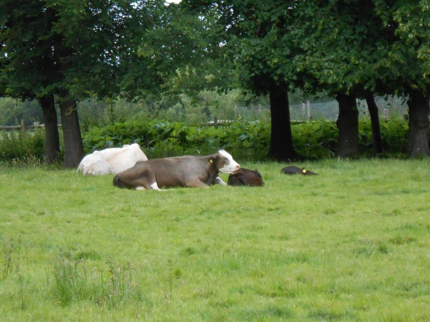 CattleSherringtonManor