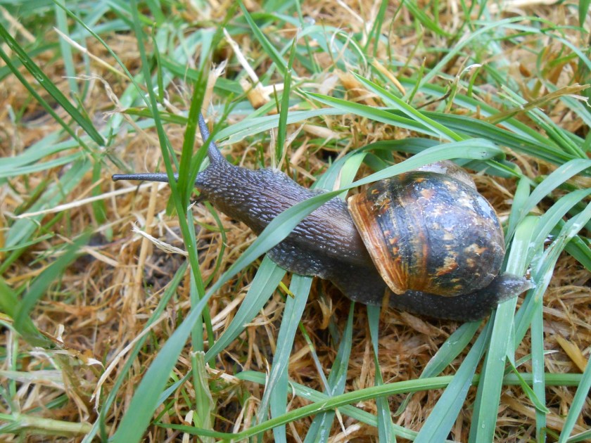 GardenSnail