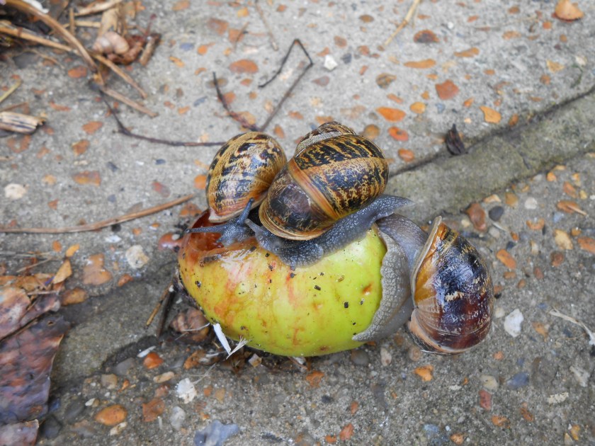 Snails&Apple