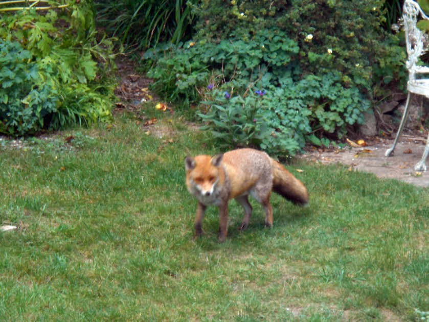 Mr Fox Visiting