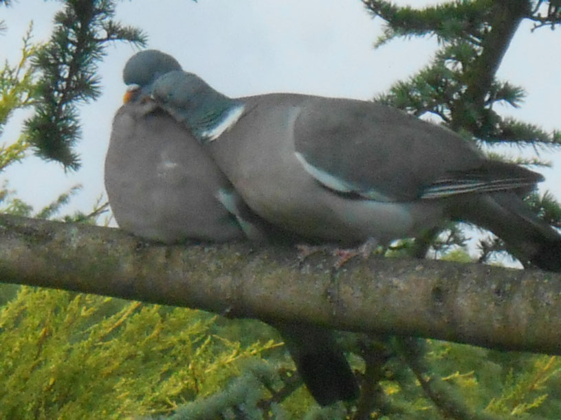 Canoodling Wood Pigeons 