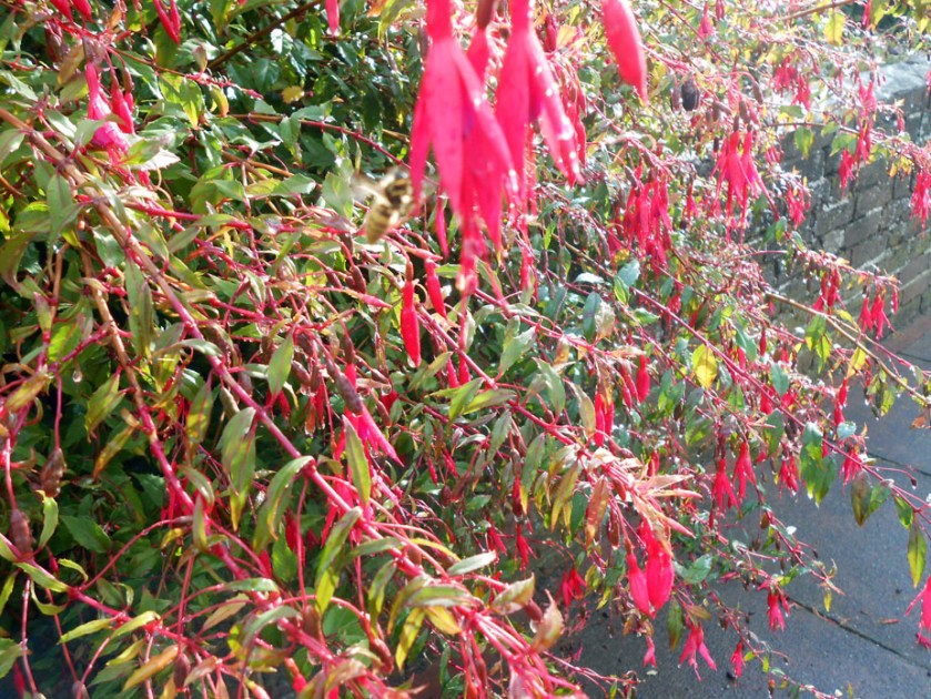 Fuchsia in Rain