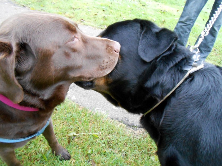 Kissing in the Park 01