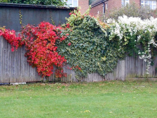 Virginia Creeper &  Ivy