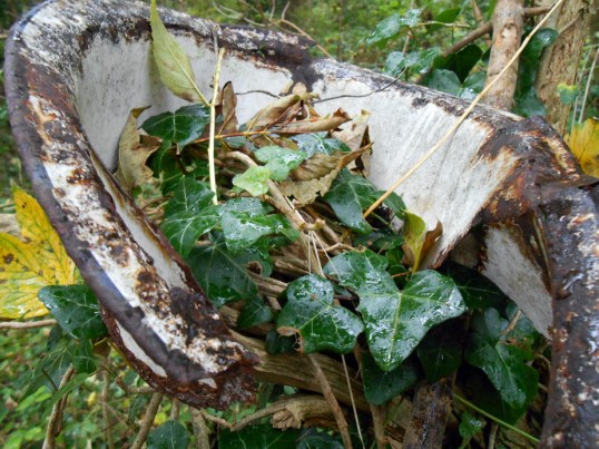 Old Tin Dish in Woods