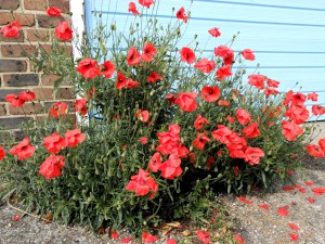 poppies3