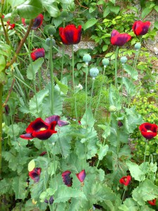 poppies4
