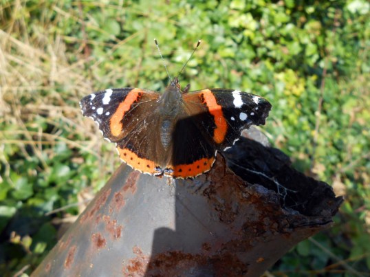 Vanessa atalanta (Red Admiral) 
