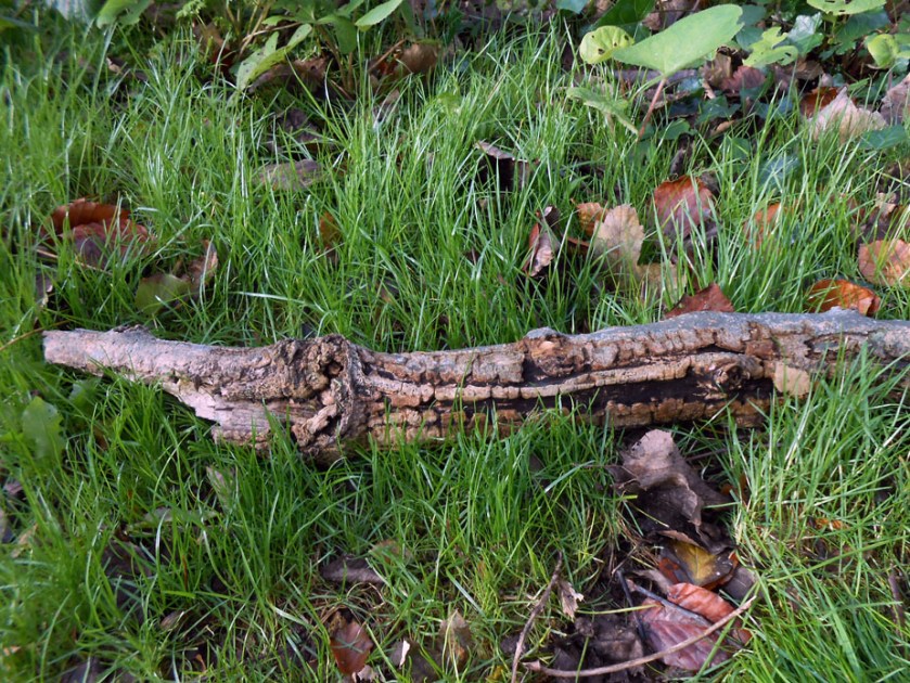 Alligator branch