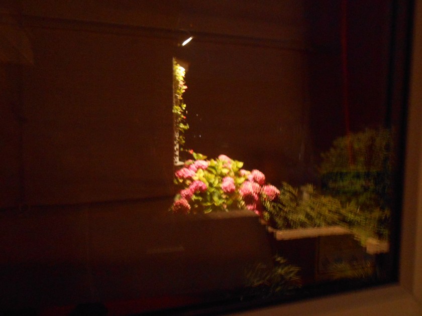 HydrangeaNightReflection