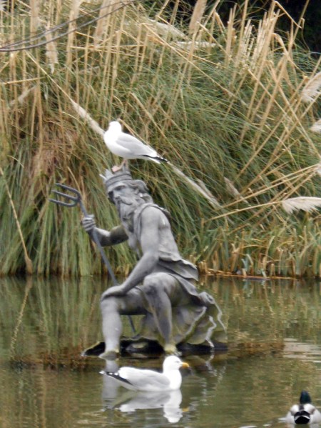 Poisedon & Seagulls