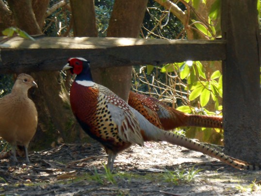 Cock and Hen Pheasants