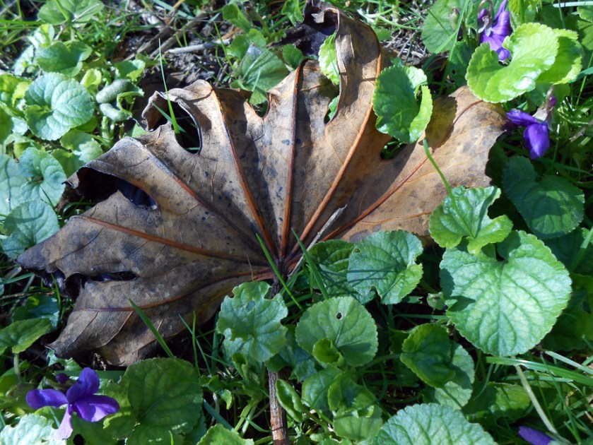 Fatsia leaf and violets