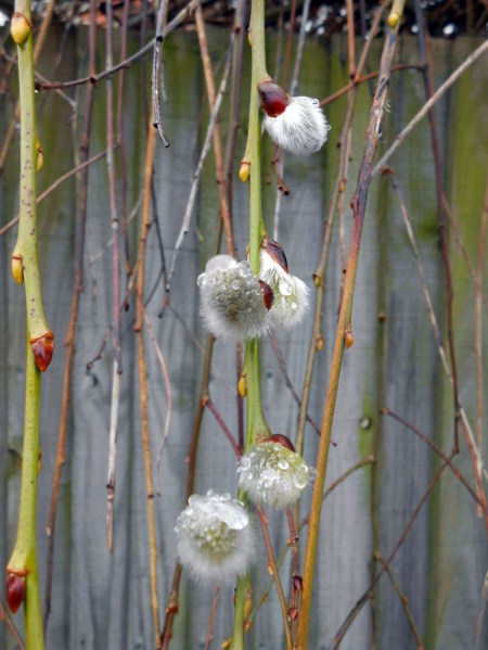 Pussy Willows and  Raindrops