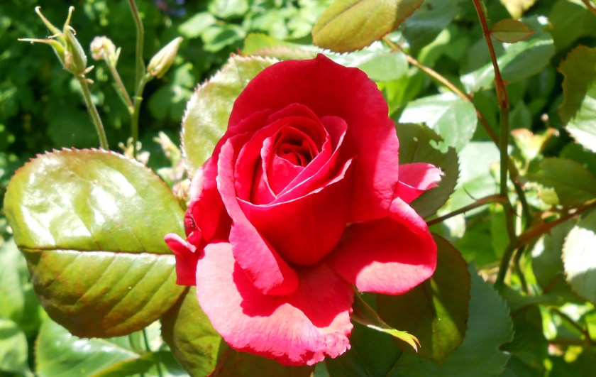Red Rose 01
