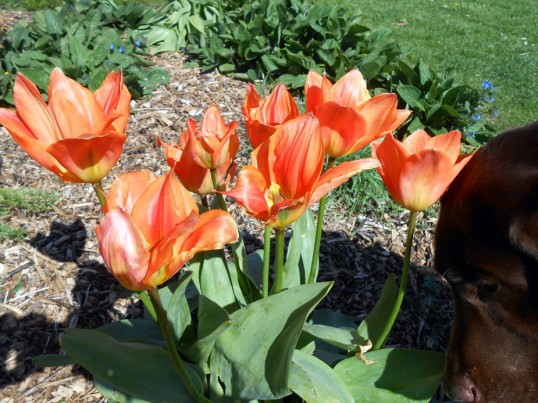 Chocolate Labrador Retriever Sniffs Tulips