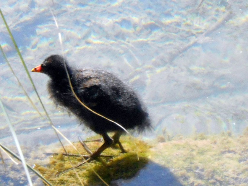 Moorhen Chick #01