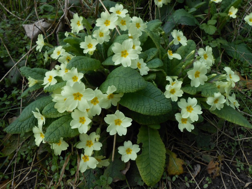 Primroses