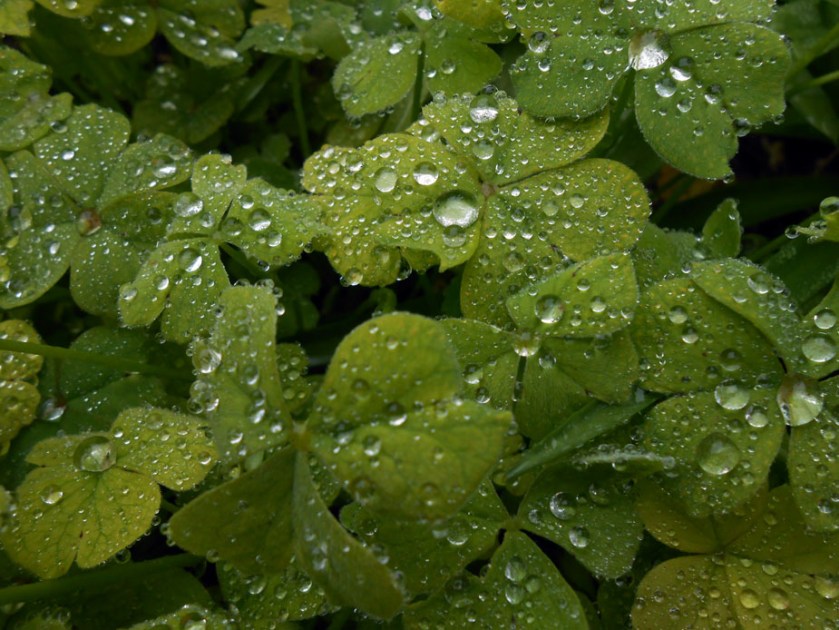 Rainfall on leaves 