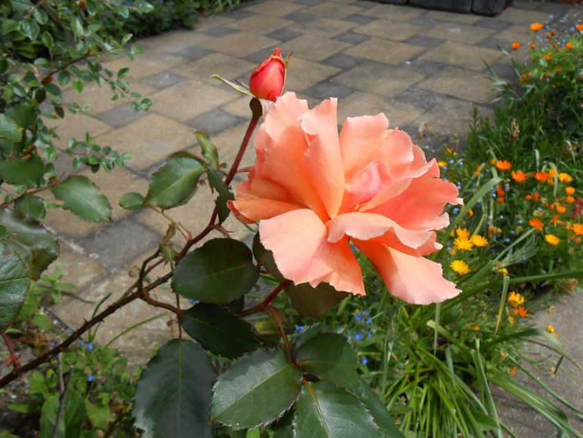 Apricot Rose
