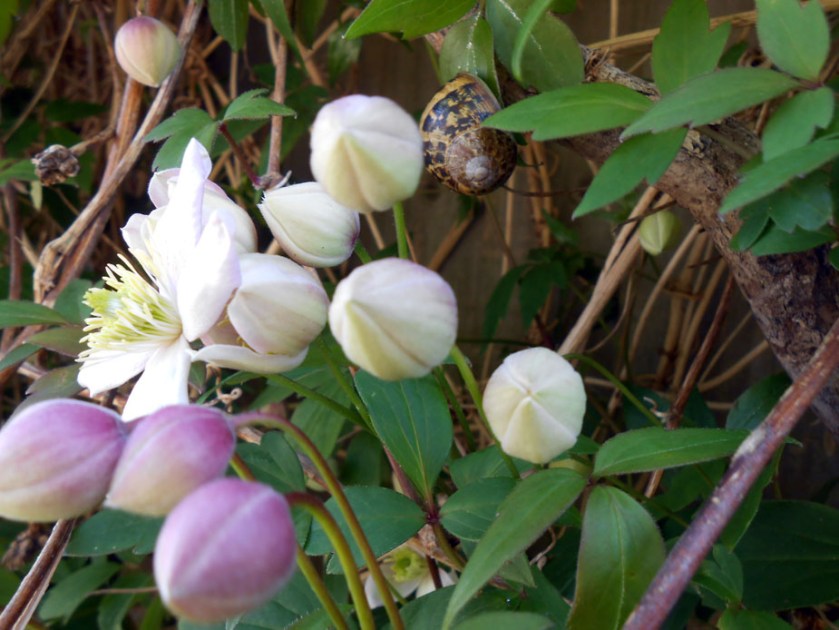 Clematis & Snail