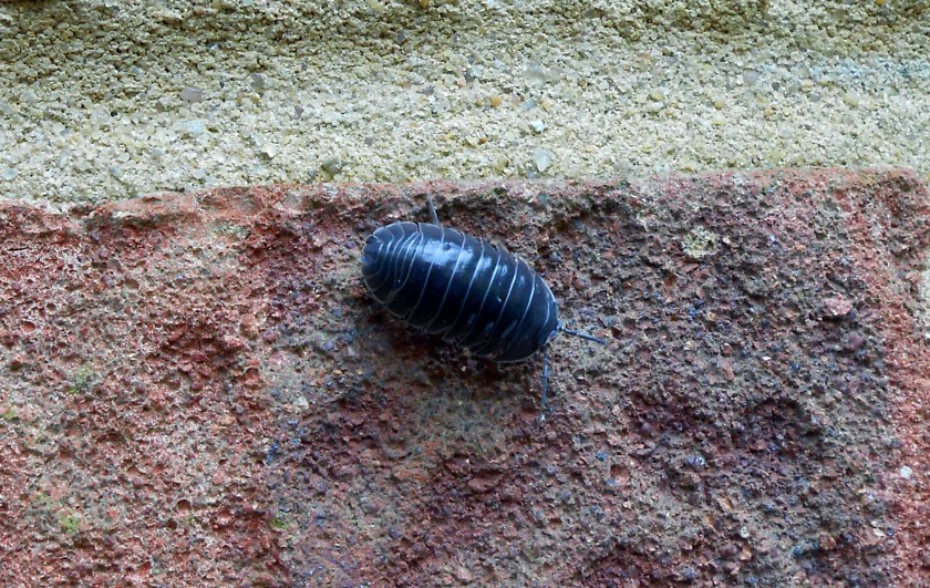 Woodlouse