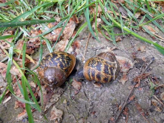 Mating Snails