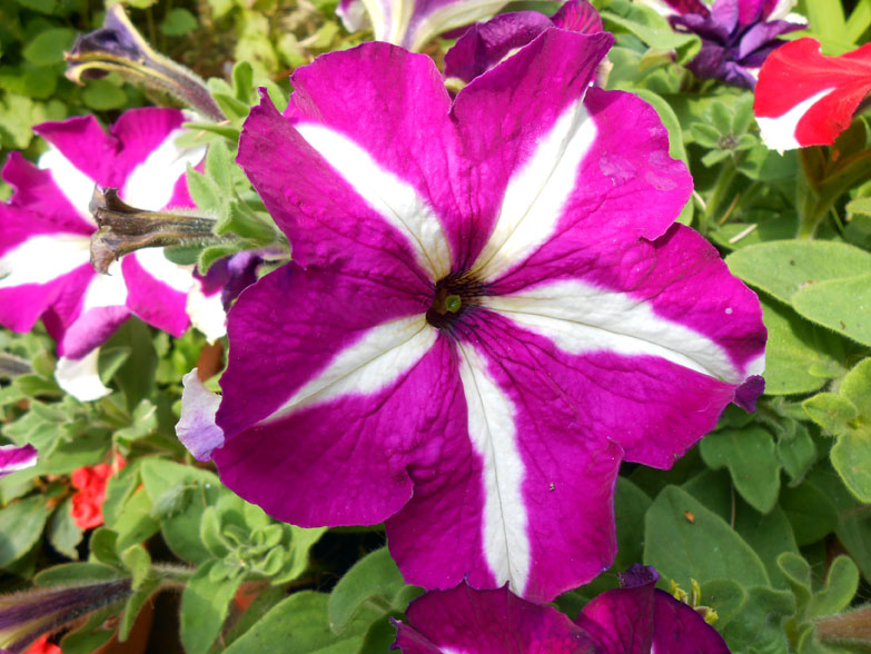 Petunias 02