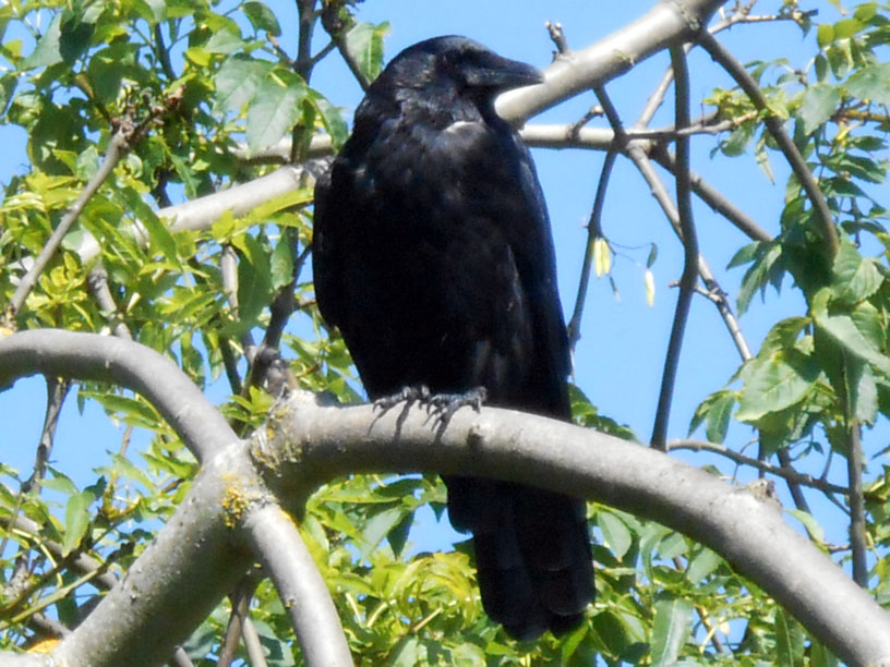 Crow in Treetop
