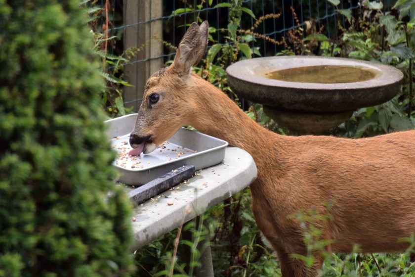 Roe Deer Feasts At Birdtable