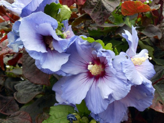 Hibiscus (Denim Revolution)